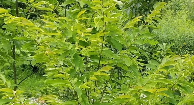 In de VS mogen straks misschien transgene bomen vrij uitgeplant worden